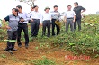 Trồng trên 3.000 ha cao su trên địa bàn huyện Quế Phong